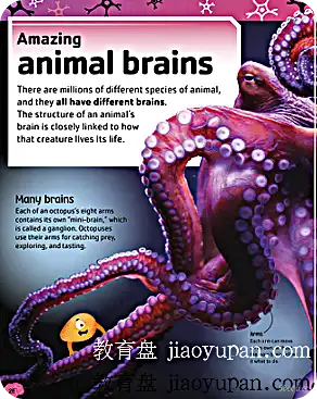 [百度云网盘]DK 原版图书The_Brain_Book 